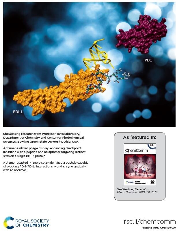 Novel phage display